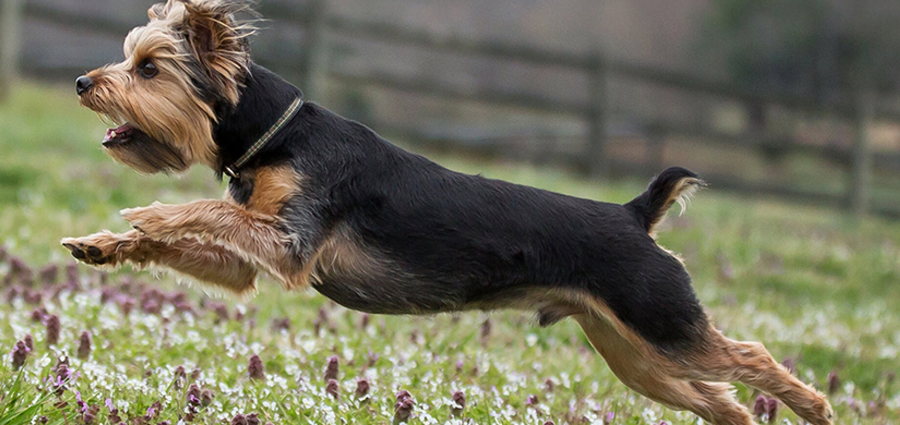 Oral care for your dog