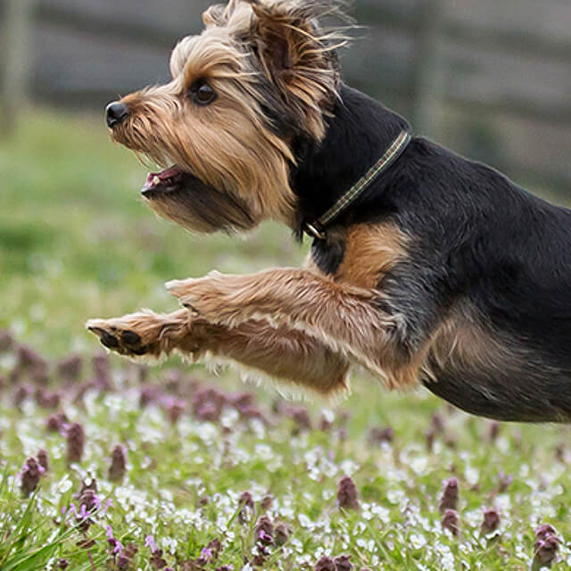 10 Best Games to Play With Your Dog