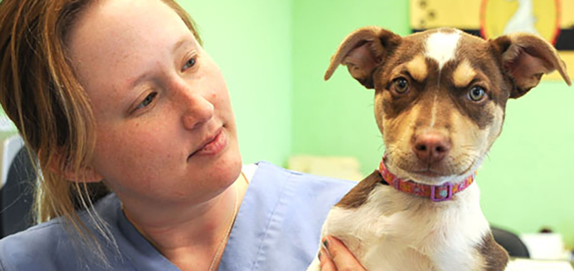 If my dog is overweight should he diet?