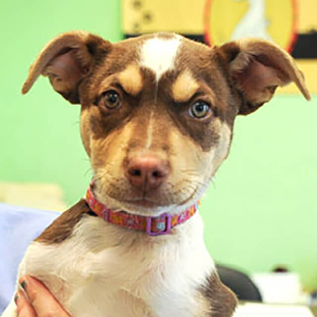 Puppy Vaccination Guide