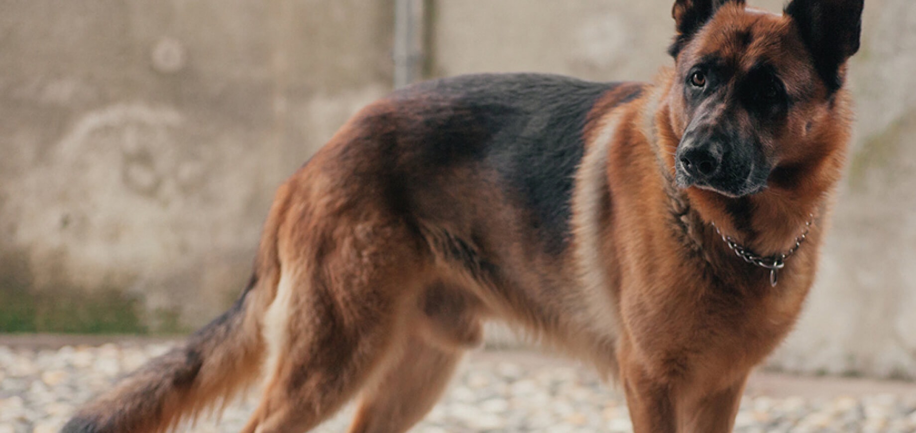 Finding a good breeder