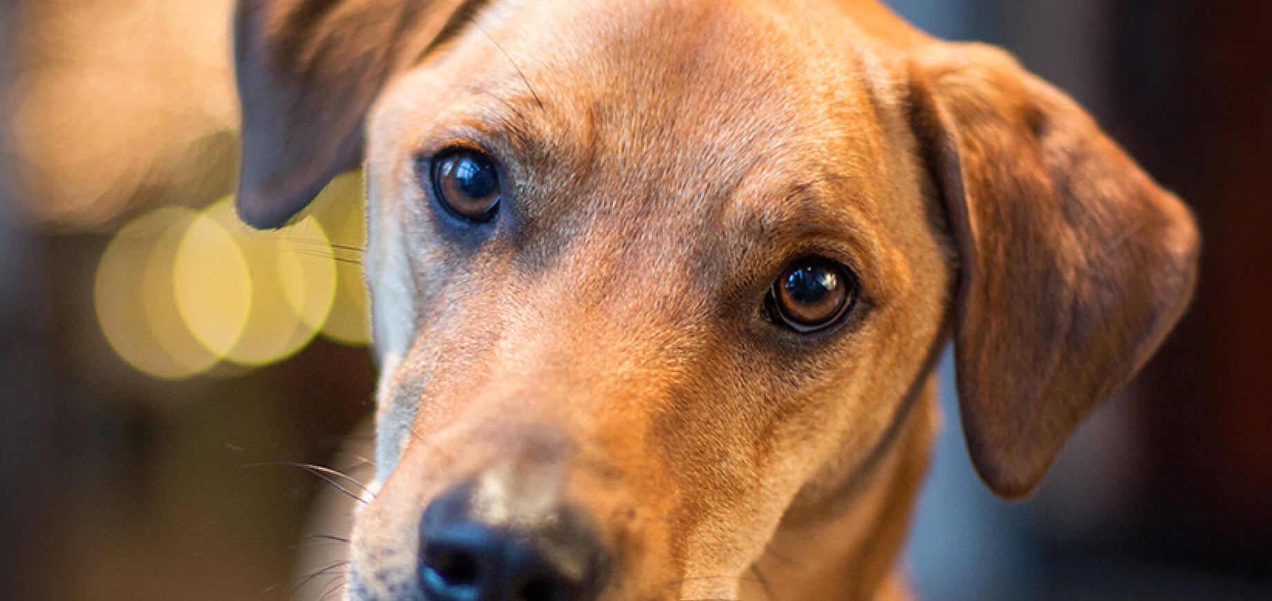 Heat Therapy for Senior Dogs