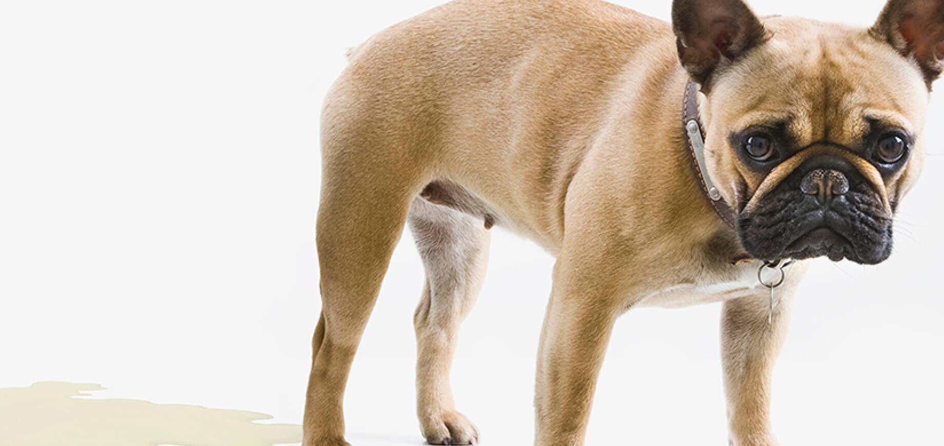 Train Your Dog To Close Doors