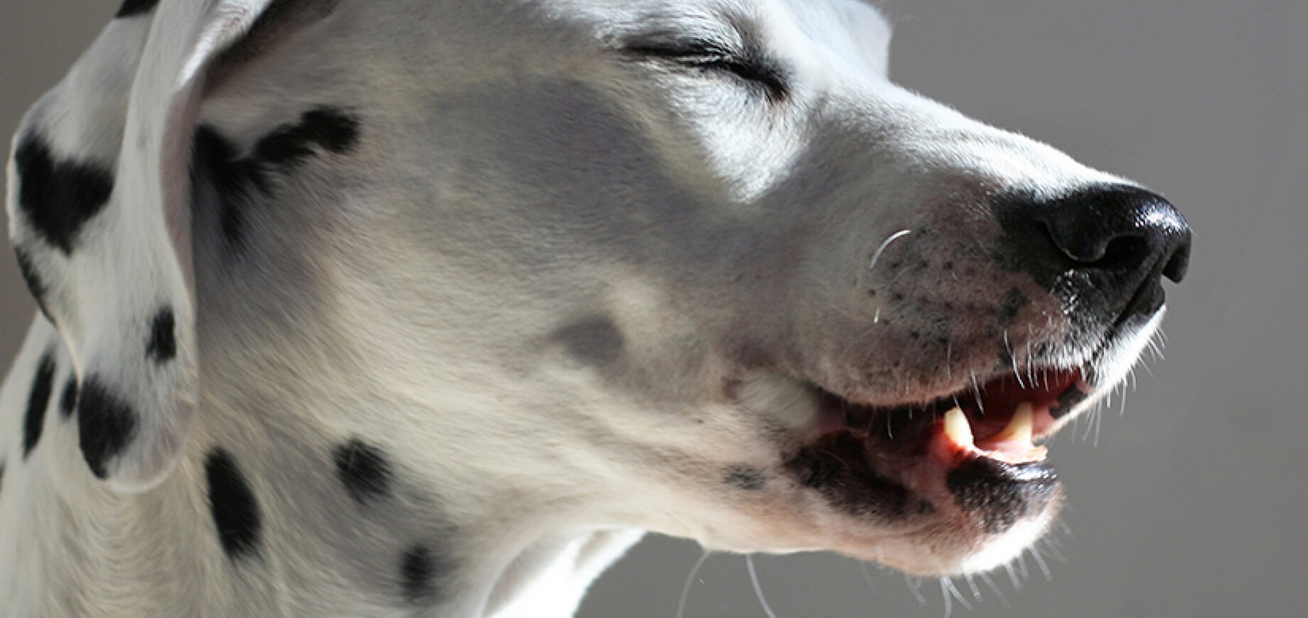 Heat Stroke in Dogs Symptoms and Treatment