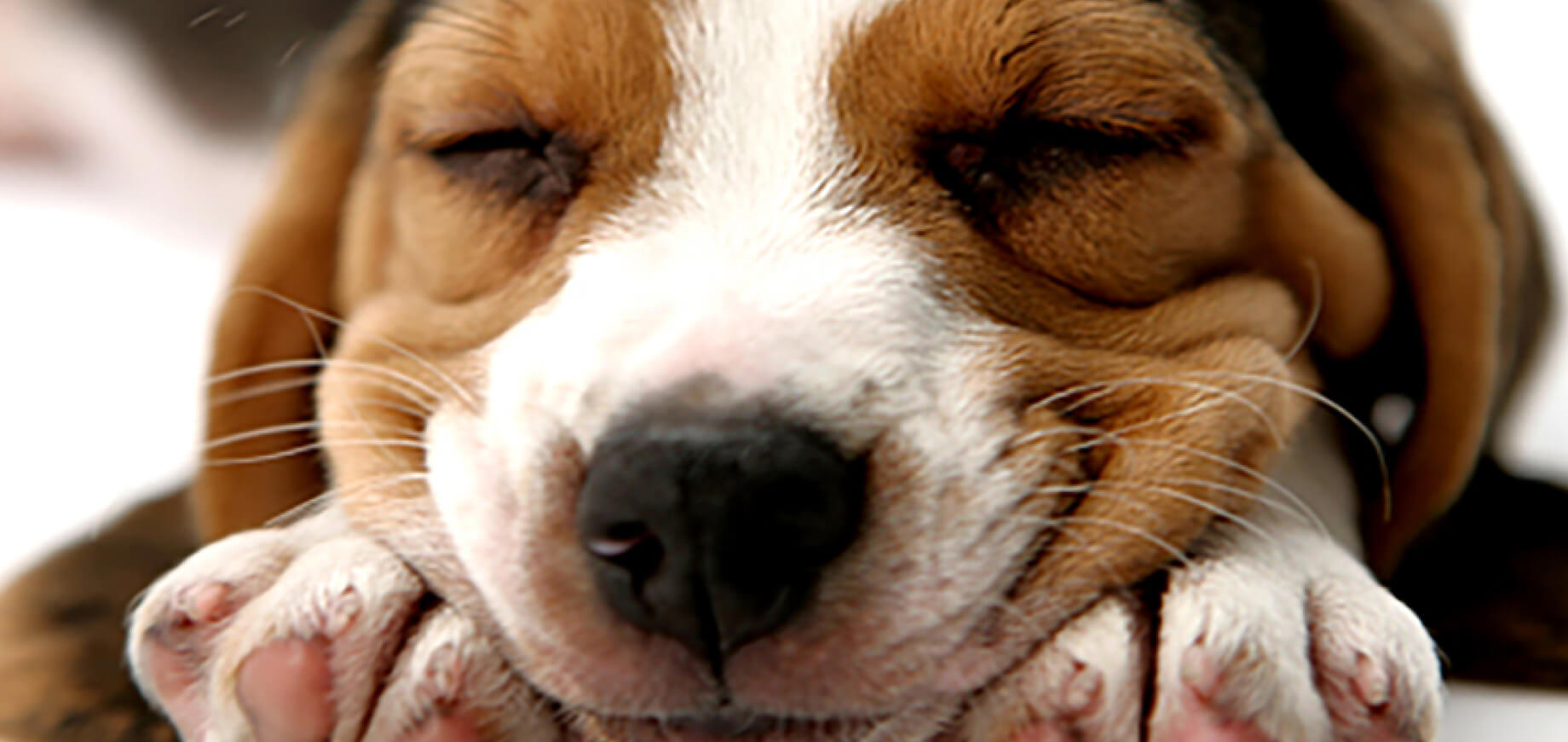 Training Tips for An Adolescent Dog