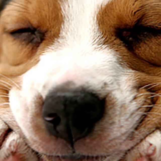 Training Tips for An Adolescent Dog