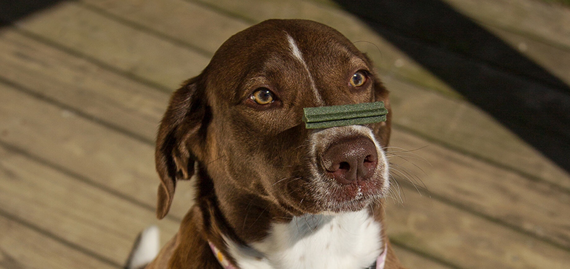 How to Brush Your Dog's Teeth - Pedigree® Malaysia