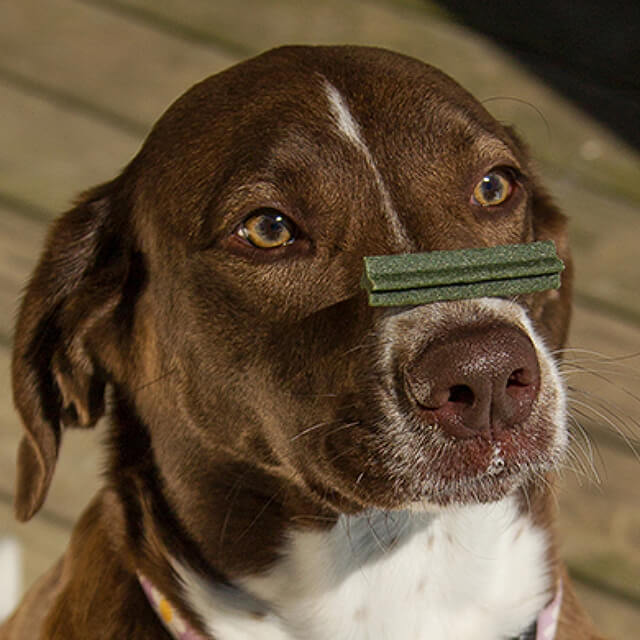 How to brush your dog’s teeth