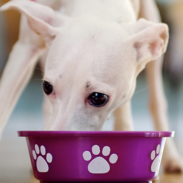The Importance of Complete & Balanced Puppy Food