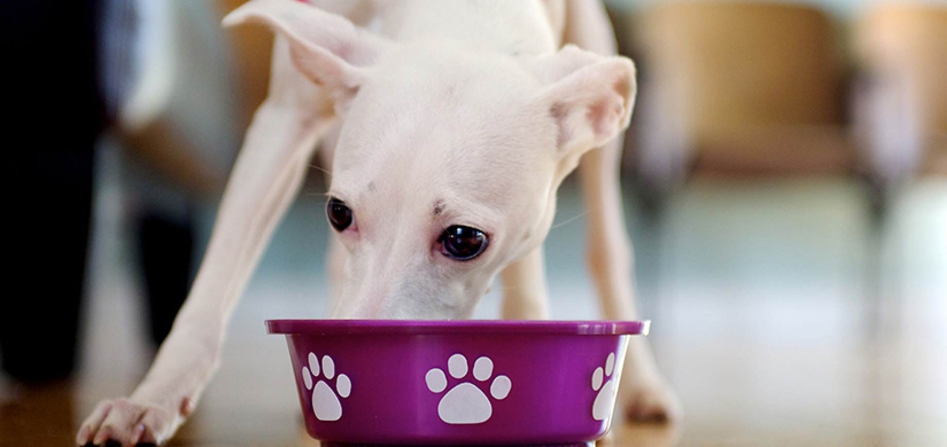 The Importance of Complete & Balanced Puppy Food