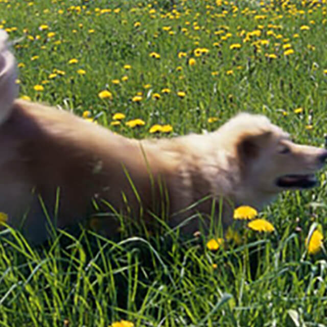 Socialising your puppy