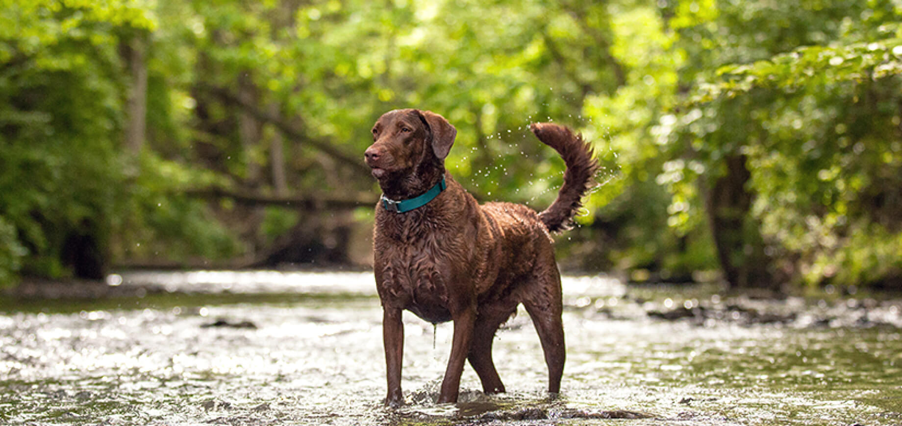 Hip Dysplasia in Dogs Causes & Treatment