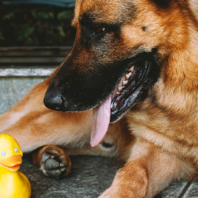 Stop your dog straying away from home