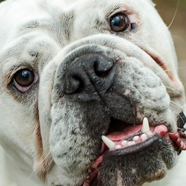 Want to try a different puppy food?