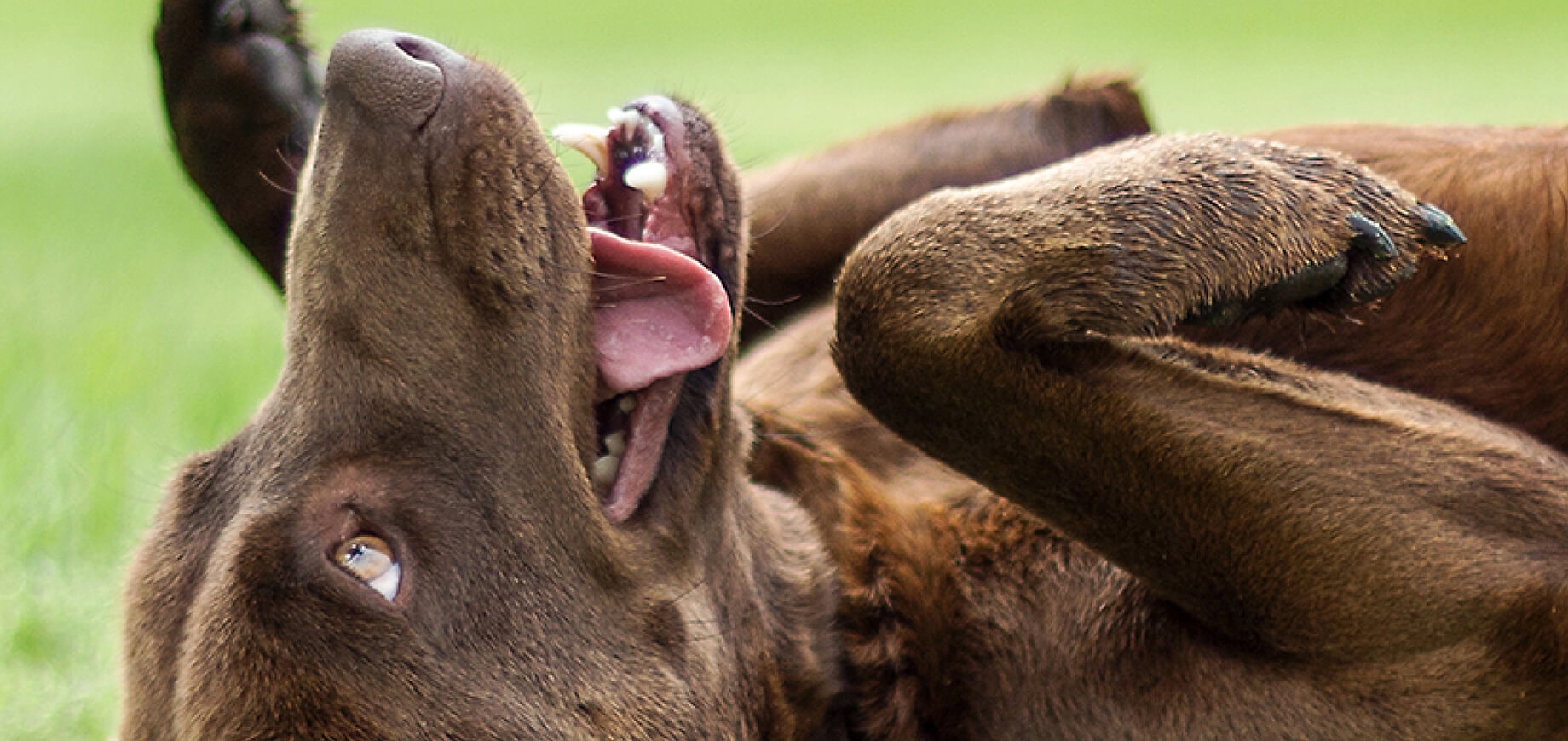 Train your dog to come on command
