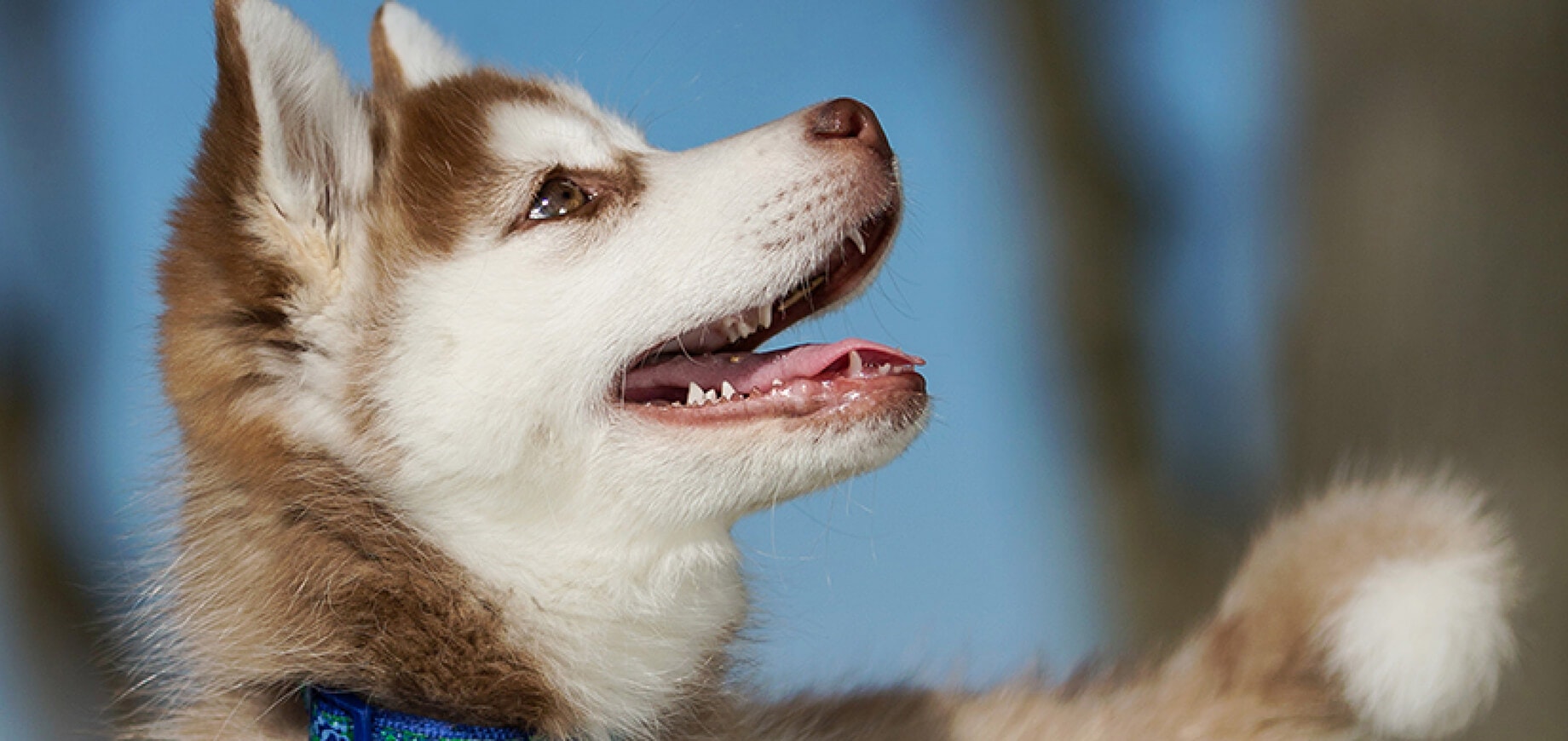 How To Stop Dog Chasing: 6 Ways To Stop Dog From Chasing