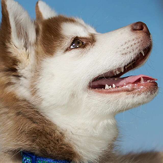 How To Stop Dog Chasing: 6 Ways To Stop Dog From Chasing