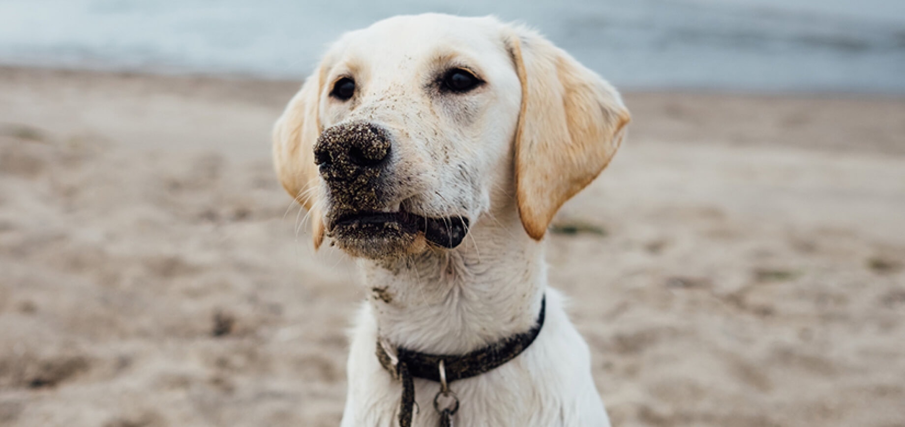 Introducing my new dog to my cat