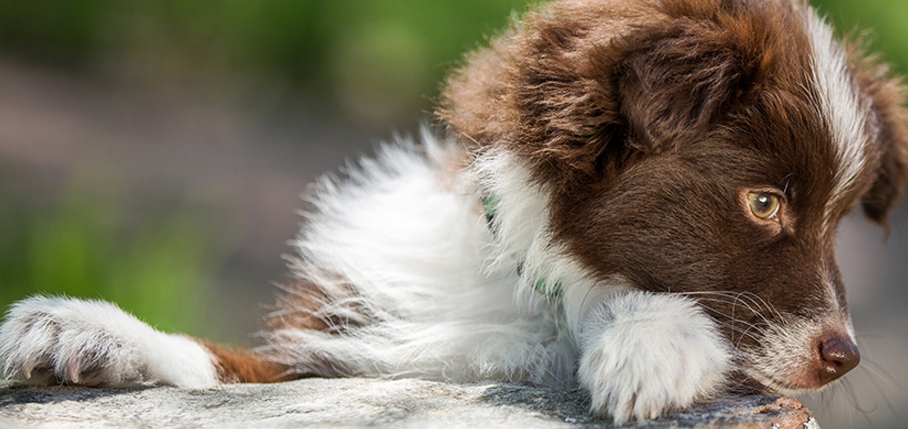 Combating your dog’s odour