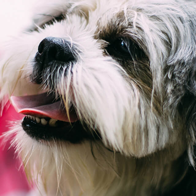 Giving your dog medication