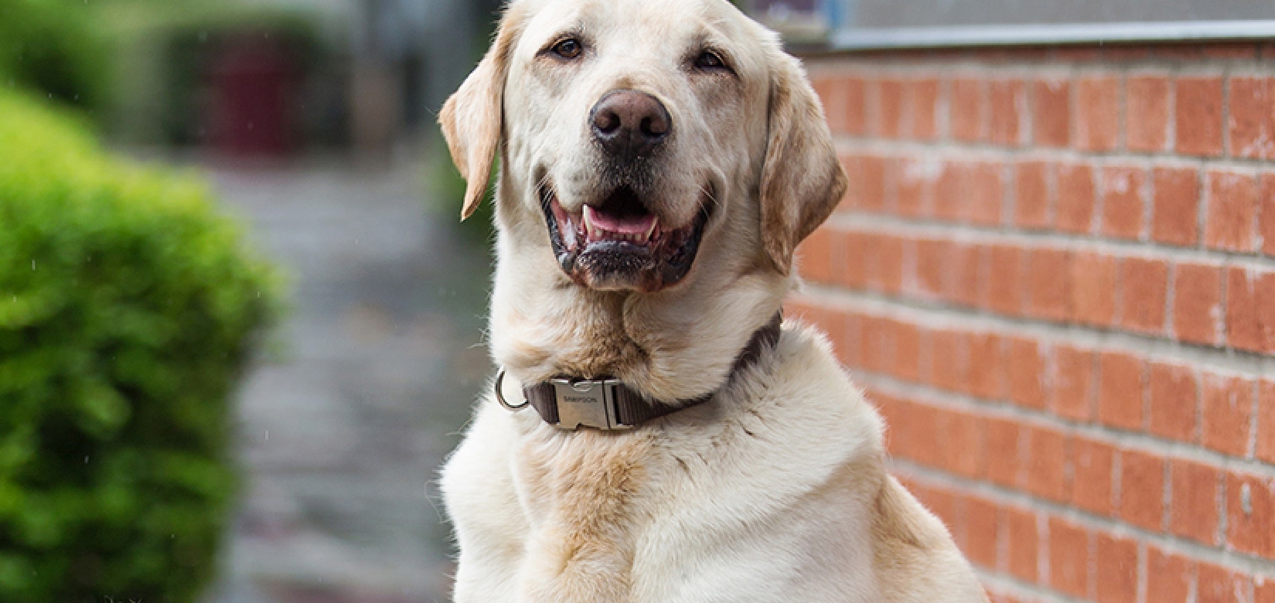 How to Check Your Dog's Temperature 