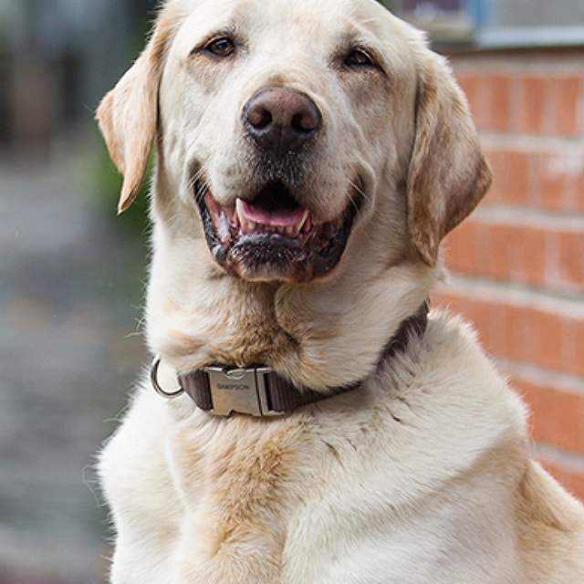 How to Check Your Dog's Temperature 