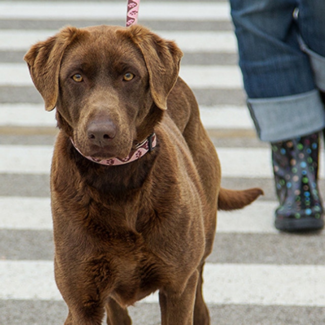 Do High Level of Protein in Diet Cause Aggression and Kidney Failure In Pets