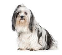 Shih Tzu Dog Lifespan