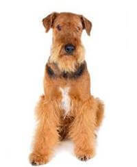 Airedale Terrier