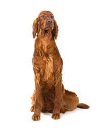 Irish Setter