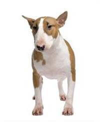 Bull Terrier