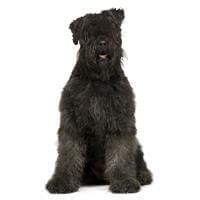 Bouvier Des Flandres