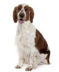 Welsh Springer Spaniel