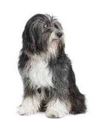 Tibetan Terrier