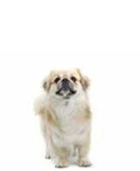 Tibetan Spaniel
