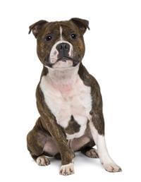 Staffordshire Bull Terrier