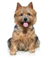 Norwich Terrier