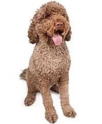 Portuguese Water Dog