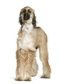 Afghan Hound