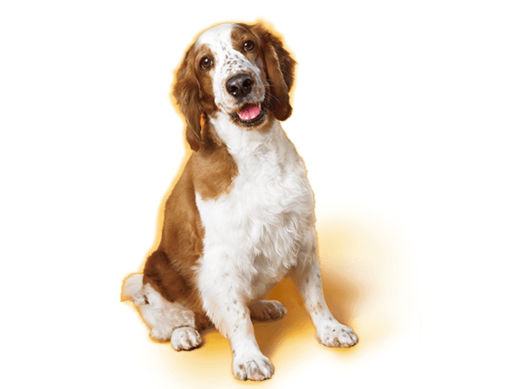 Welsh Springer Spaniel
