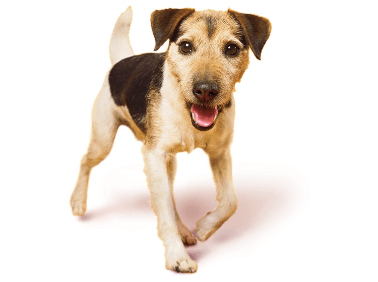 Jack Russell Terrier
