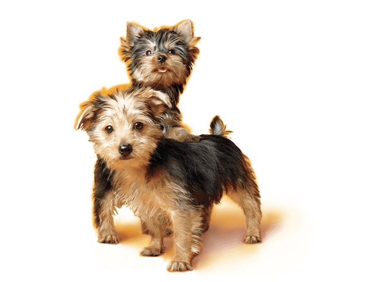 Yorkshire Terrier Puppies