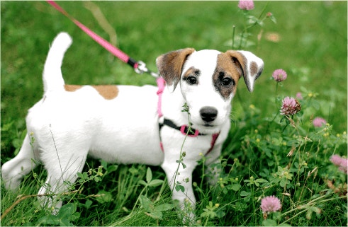 Benefits of High Protein Diet For Puppies