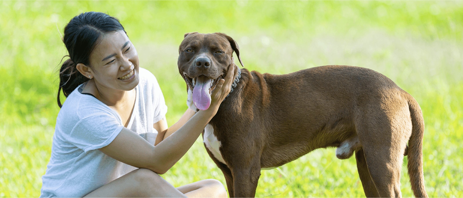 Benefits Of High Protein Dog Food For Medium And Large Dogs