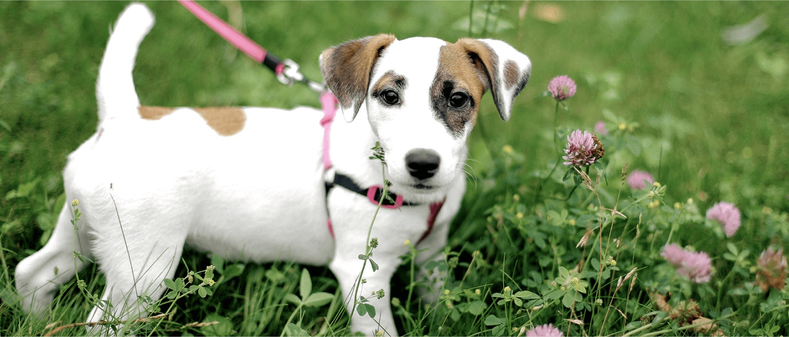 Benefits of High Protein Diet For Puppies