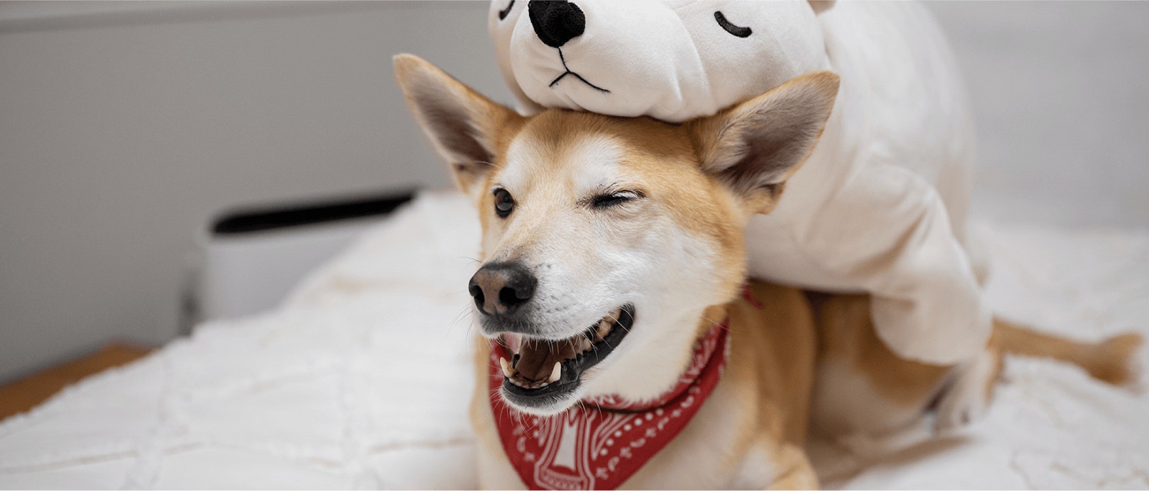 Benefits of High Protein Dog Food For Small Breeds