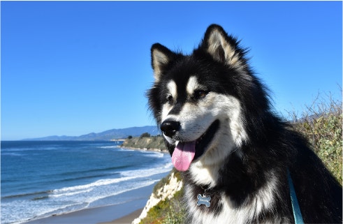 Benefits of High Protein Dog Food