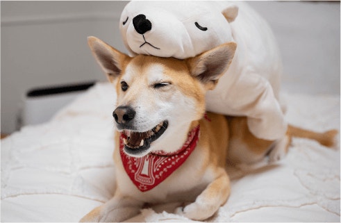 Benefits of High Protein Dog Food For Small Breeds