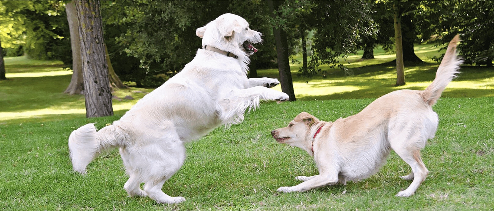 Debunking Myths About Protein in A Dog's Diet