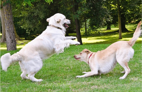 Debunking Myths About Protein in A Dog's Diet Mobile